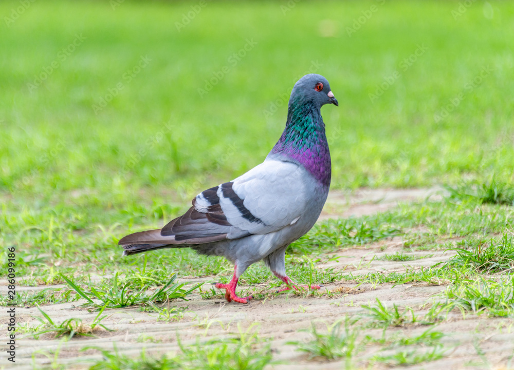 Beautiful grey doveon on the green grass Beautiful grey doveon on the green grass
