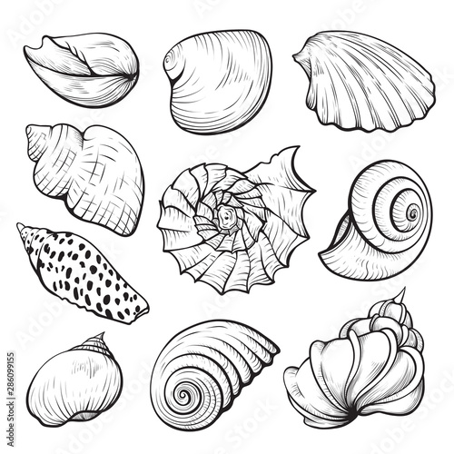Sea shell hand drawn isolated illustration set