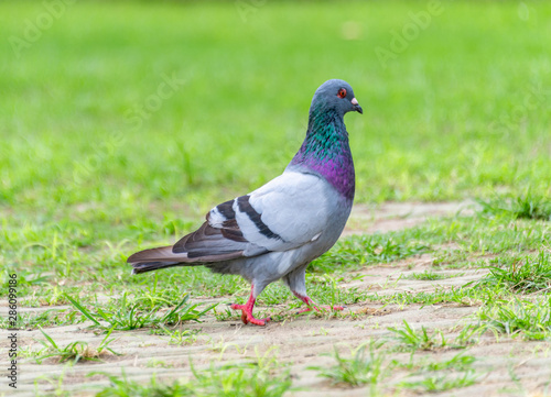 Beautiful grey doveon on the green grass