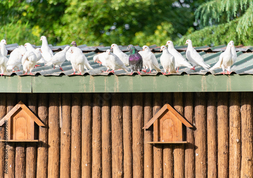 A group of beautiful pigeons in the safari park.