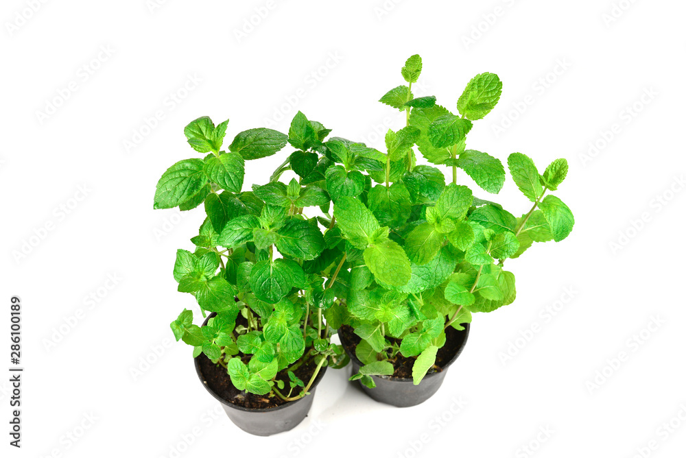 Fresh mint in a pot isolated on white background. Fresh mint in a pot isolated on white background.