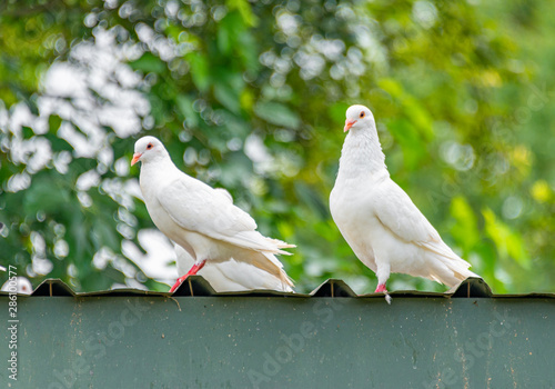 A group of beautiful pigeons in the safari park.