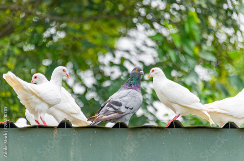 A group of beautiful pigeons in the safari park.