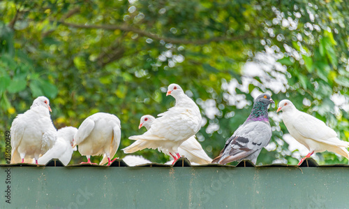 A group of beautiful pigeons in the safari park.