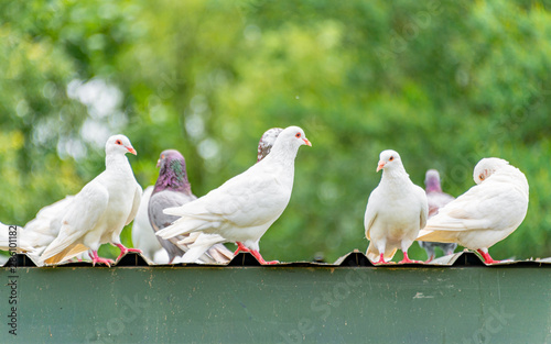 A group of beautiful pigeons in the safari park.