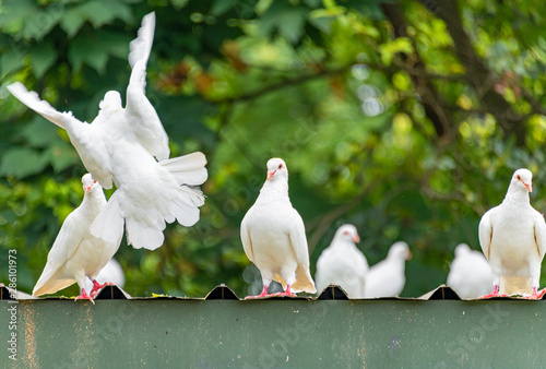 A group of beautiful pigeons in the safari park.