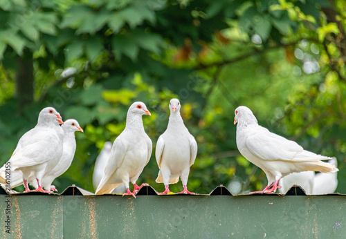 A group of beautiful pigeons in the safari park.