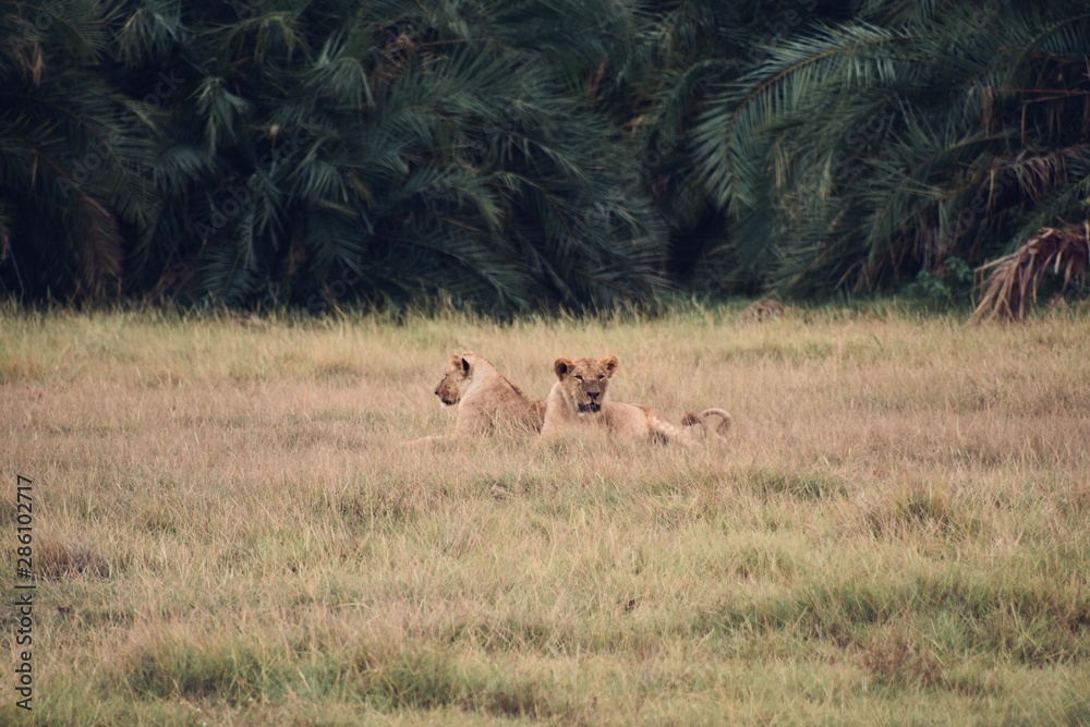 Two Young Lions in the African Bush, Amboseli, Kenya Two Young Lions in the African Bush, Amboseli, Kenya