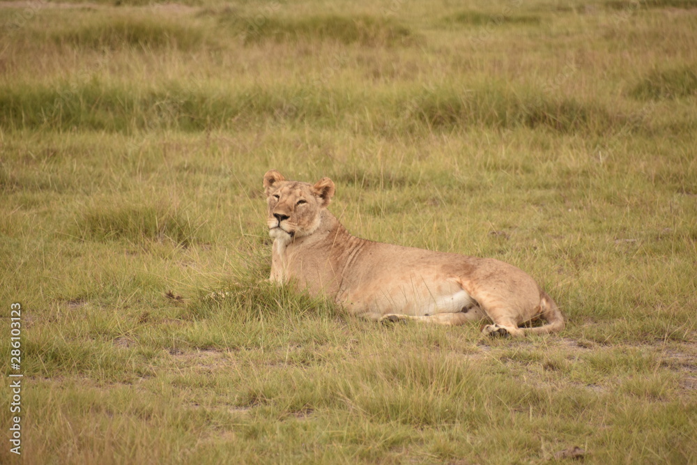 Lioness Resting in Grass 2, Amboseli, Kenya Lioness Resting in Grass 2, Amboseli, Kenya