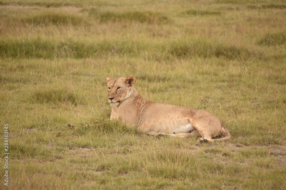 Lioness Resting in Grass 1, Amboseli, Kenya Lioness Resting in Grass 1, Amboseli, Kenya