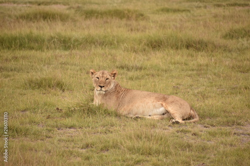 Adult Lioness Lying Down  Facing Camera  Amboseli  Kenya