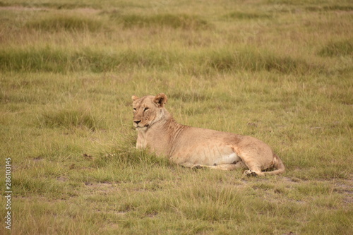Lioness Resting in Grass 1  Amboseli  Kenya