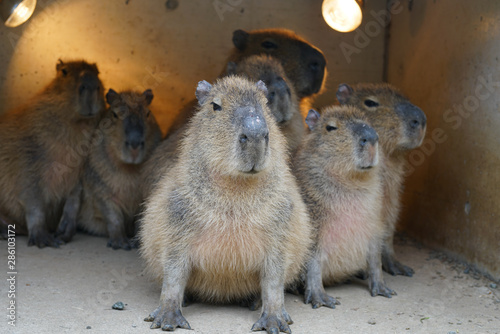 Obraz na płótnie Group of Capybara (Kapibara) in wood cage