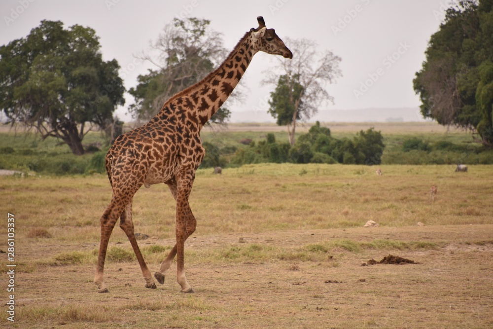 Solo Giraffe Walking in Amboseli National Park 3, Kenya Solo Giraffe Walking in Amboseli National Park 3, Kenya