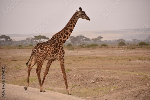 Solo Giraffe Walking in Amboseli National Park 2, Kenya