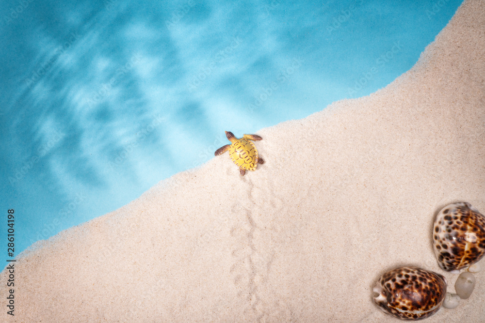 Obraz premium Seascape seashells sand, holiday postcard.