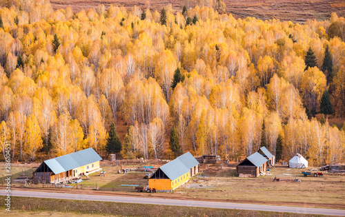 Xinjiang Hemu birch forest autumn scenery photo