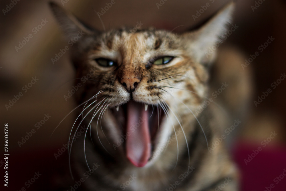 Fototapeta premium angry cat