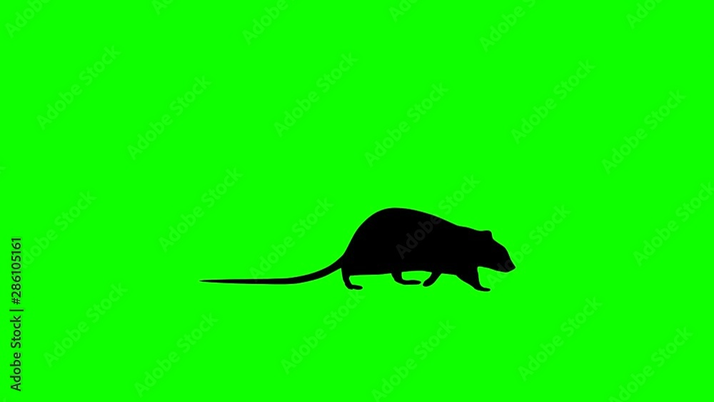 Silhouette of the walking rat, animation on the green background Silhouette of the walking rat, animation on the green background