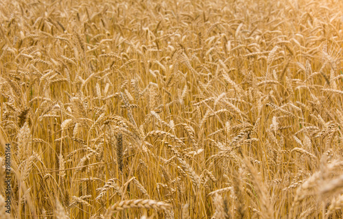Spikelets of wheat in the sunlight. Wheat field. Harvest macro