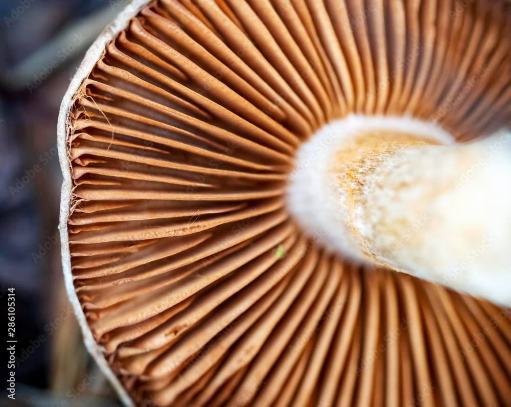 Under the mushroom cap. Bottom view. Mushroom gills macro Under the mushroom cap. Bottom view. Mushroom gills macro