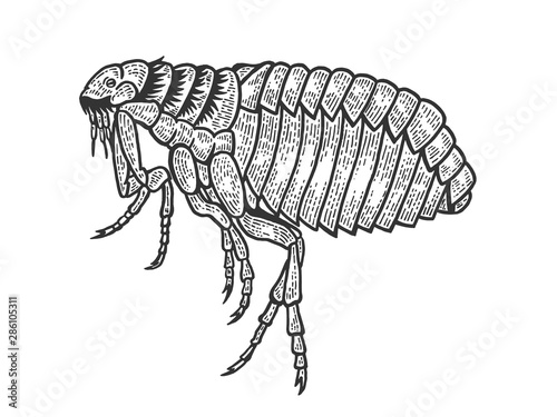 Flea louse insect sketch engraving vector illustration. Scratch board style imitation. Black and white hand drawn image.