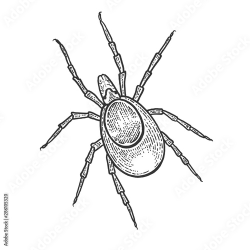 Mite insect sketch engraving vector illustration. Scratch board style imitation. Black and white hand drawn image.