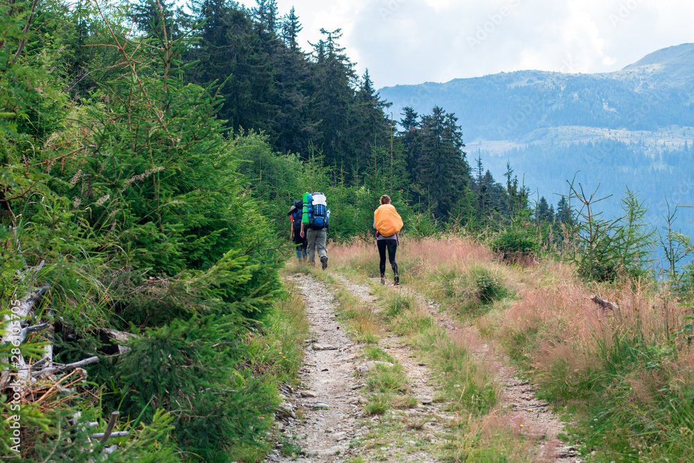 three unrecognizable female hikers on the mountain trail in the spruce forest