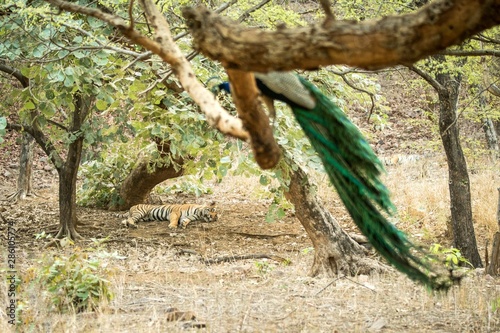 Wild Bengal Tiger (Panthera Tigris Tigris) having rest sleeping during hot day under tree in its natural habitat,peacock pearching on branch.Ranthambore National Park, Rajasthan, India, lazy big cat photo