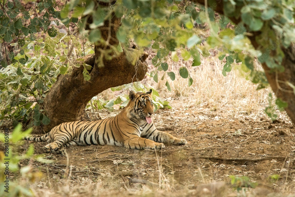 Wild Bengal Tiger (Panthera Tigris Tigris) having rest during hot day under  tree in its natural  National Park, Rajasthan, India, endangered  species, exotic adventure with big cat Stock Photo | Adobe