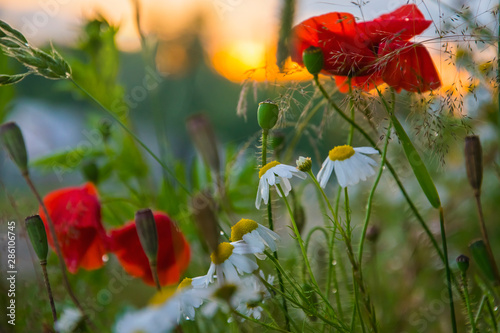 Maki zachód słońca rumianek ciepłe światło polne kwiaty trawa 