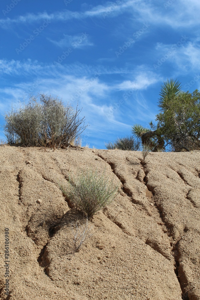 Arroyo Cutting is the natural process where water shapes land, such as when heavy rains saturate and flow in Joshua Tree National Park of the Southern Mojave Desert. Arroyo Cutting is the natural process where water shapes land, such as when heavy rains saturate and flow in Joshua Tree National Park of the Southern Mojave Desert.