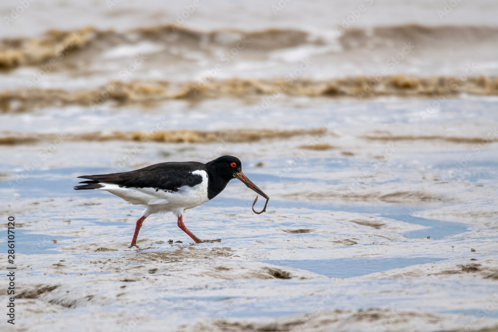 Oyster catcher (Haematopus ostralegus) with a worm or fluke from the mud flats on the coastline of Bradwell on Sea, Essex, UK Oyster catcher (Haematopus ostralegus) with a worm or fluke from the mud flats on the coastline of Bradwell on Sea, Essex, UK