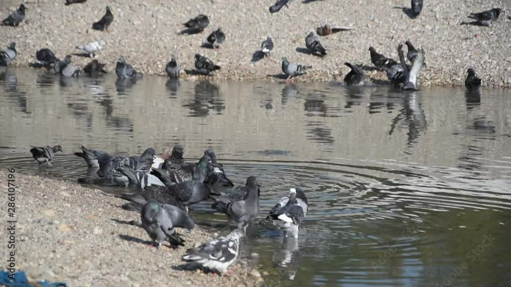 Group of pigeons drinking water from the small river Group of pigeons drinking water from the small river