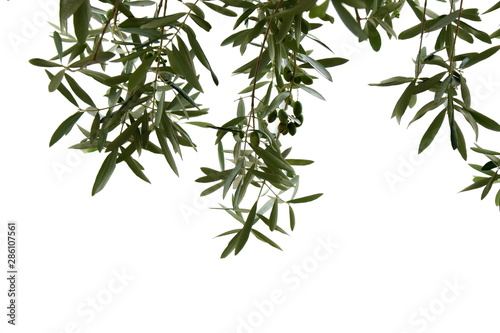 Olivenzweige mit Oliven vor weißen Hintergrund freigestellt und isoliert