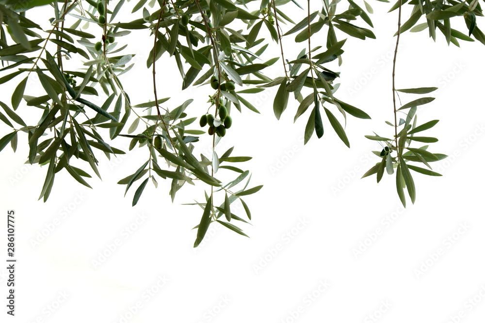 Naklejka premium Olivenzweige mit Oliven, isoliert und freigestellt vor hellen Hintergrund
