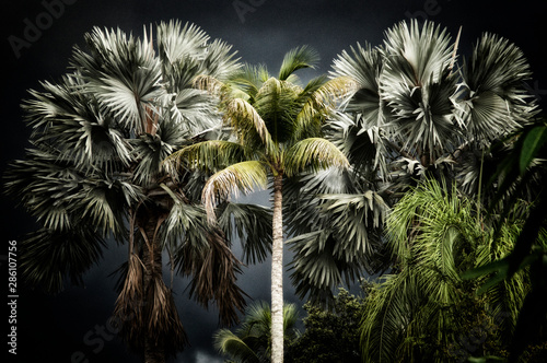 View of various palm trees with dark stormy sky at sunset, stylized and desaturated. Noise or grain at 100% photo