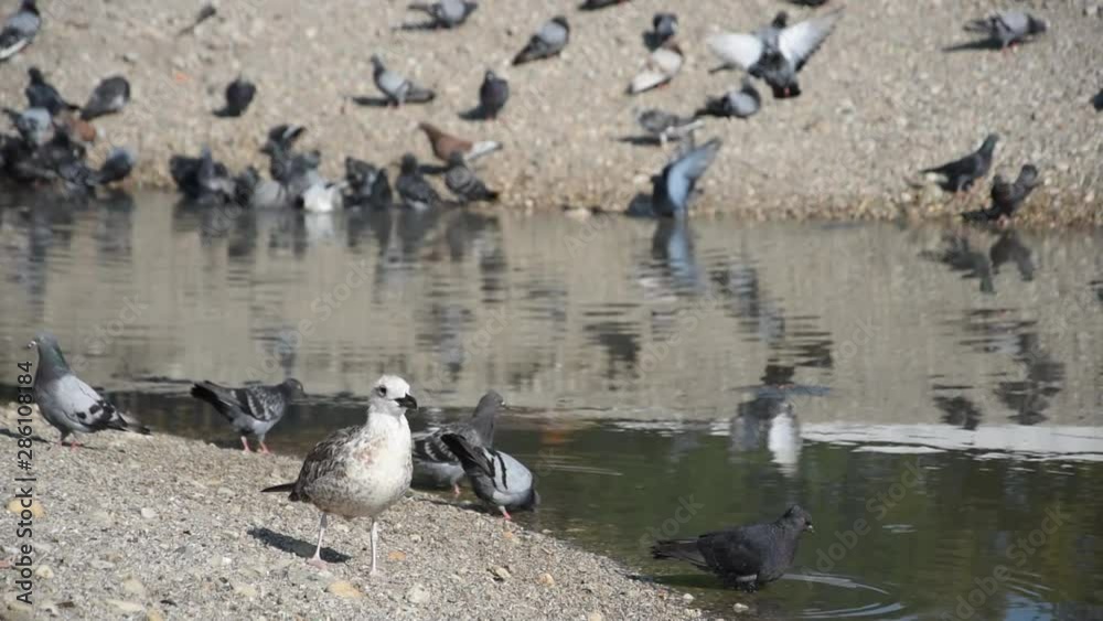 A seagull among the pigeons drinking water from the small river A seagull among the pigeons drinking water from the small river