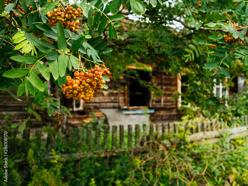 Not ripe mountain ash on the branch. Wooden house in the village