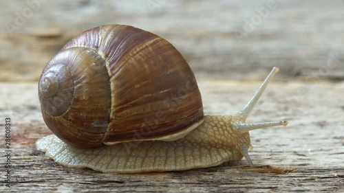 Grape snail crawling on the wooden background HD 