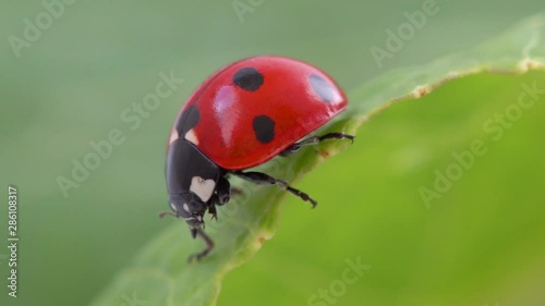 Ladybird sits on a green leaf and cleaning up HD 