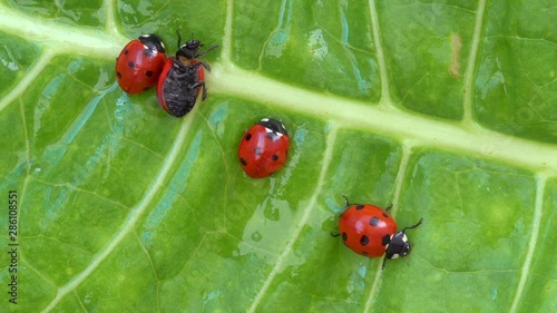 Ladybirds family on the green leaf after rain HD 