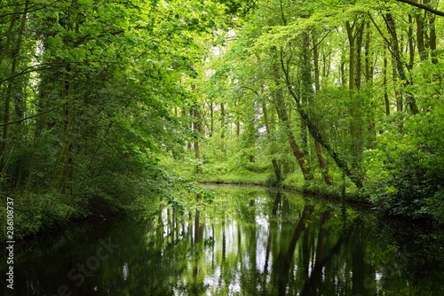 Canal in Stochemhoeve forest park in the Netherlands photo