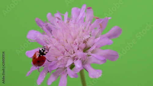 Ladybug running on purple flower HD