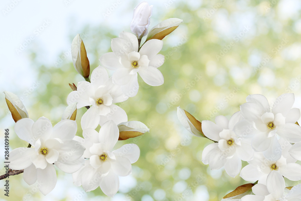 Fototapeta premium Beautiful magnolia flower isolated on green nature background.