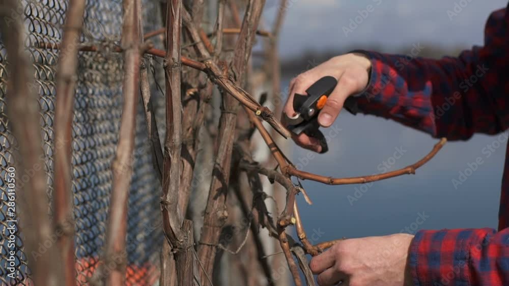 Gardener cutting the vine in the spring Gardener cutting the vine in the spring