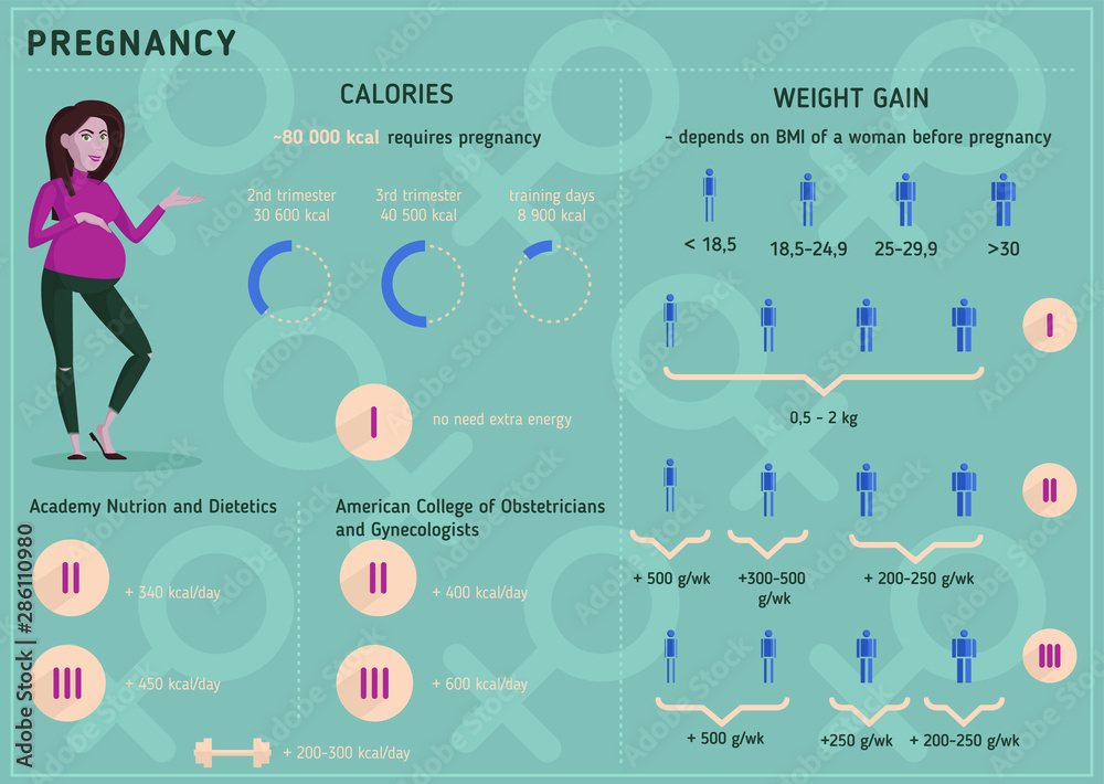 Pregnancy. Pregnancy infographic. Weight gain during pregnancy