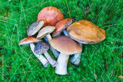 White, boletus, birch mushrooms and aspens on the green background of grass or moss