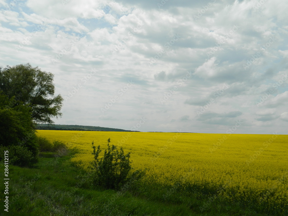Fototapeta premium Beautiful flowers of yellow rape near the asphalt road.