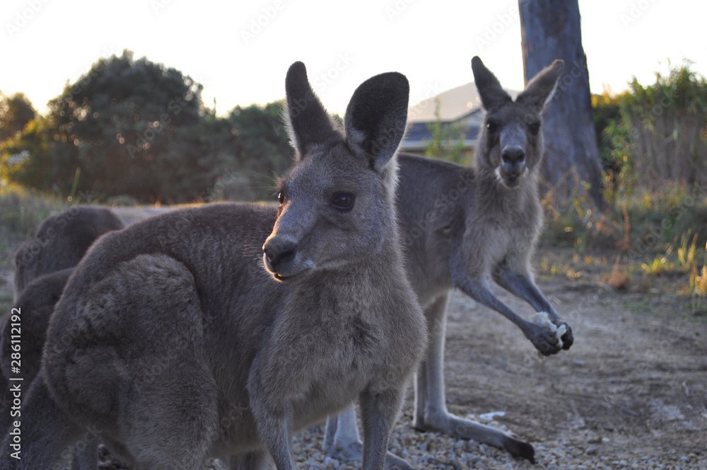 Kangaroos in the wild, suburban area of Valla Beach, NSW, Australia Kangaroos in the wild, suburban area of Valla Beach, NSW, Australia
